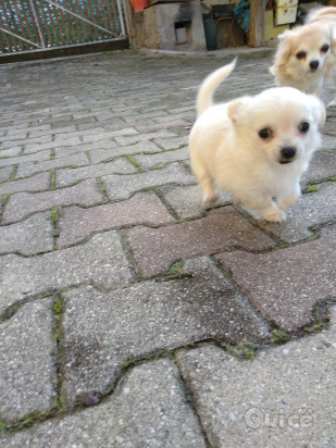 Chihuahua a pelo lungo foto-80466