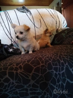 Chihuahua a pelo lungo foto-12288