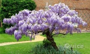 MANUTENZIONE DEL VERDE foto-12562