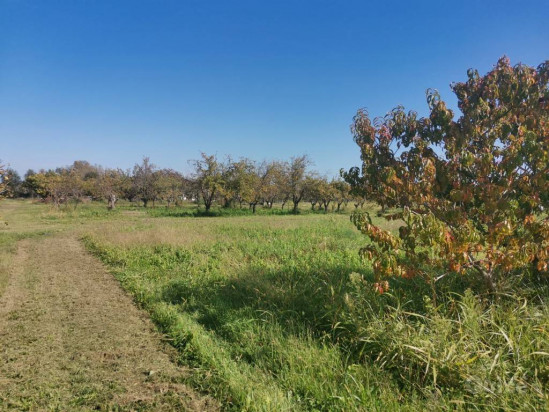 Terreno agricolo in Vendita - Rif.  11.112 - 07/10/2020 foto-84338