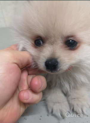 Spinz volpino Pomerania foto-19442