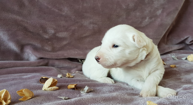 Cuccioli razza Yakutian Laika  foto-160000