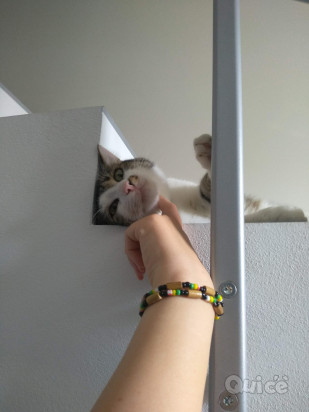 Pet-sitter foto-175044