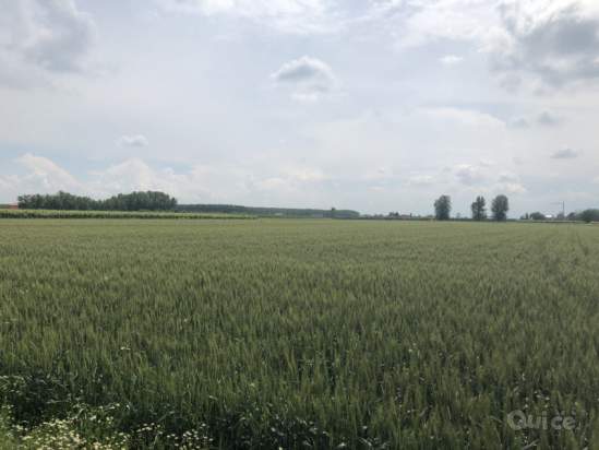 Terreno in vendita a Novi di Modena (Modena) foto-22595