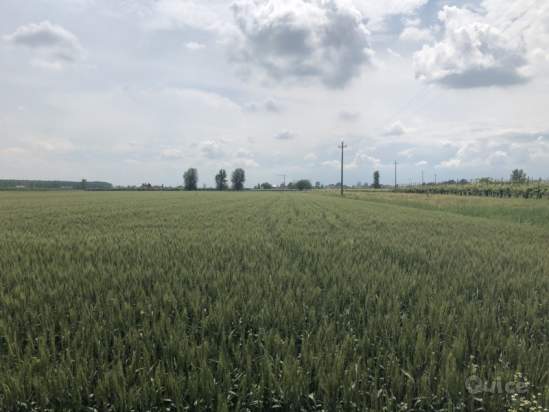 Terreno in vendita a Novi di Modena (Modena) foto-179986
