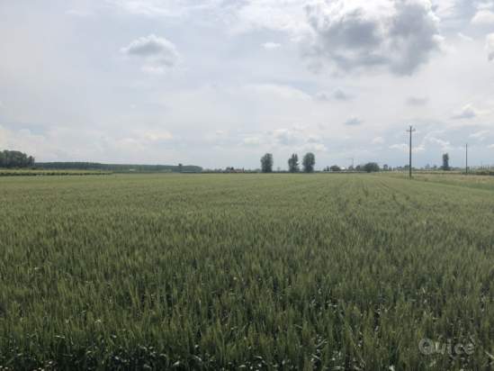 Terreno in vendita a Novi di Modena (Modena) foto-179985