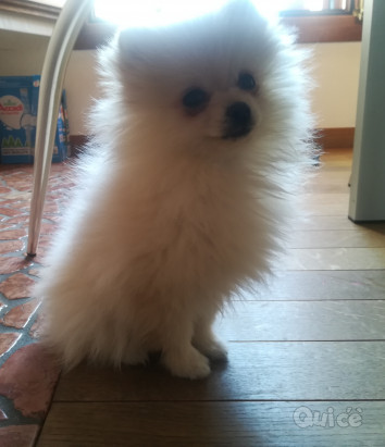 Spitz Volpino Pomerania bianco foto-24230