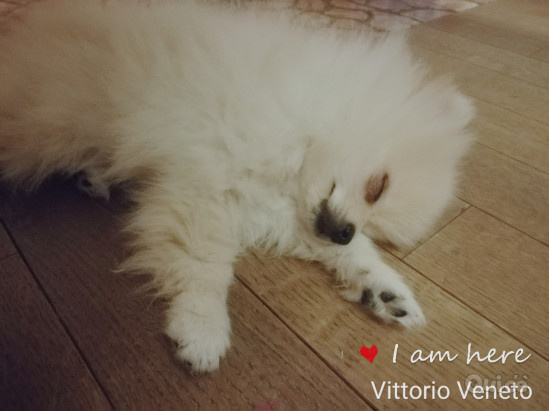 Spitz Volpino Pomerania bianco  foto-197498