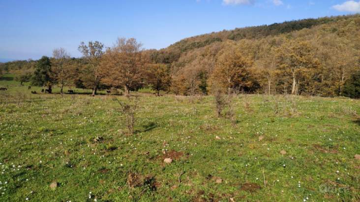 Terreno in vendita a Caronia (ME) foto-230630