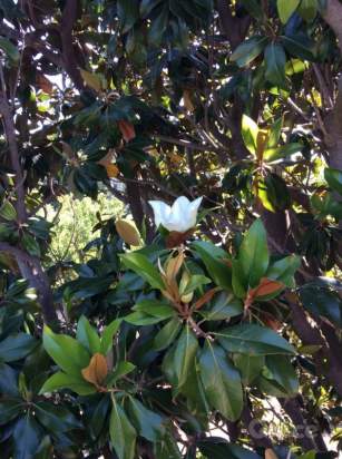 Villa in vendita a Palermo (PA) foto-232152