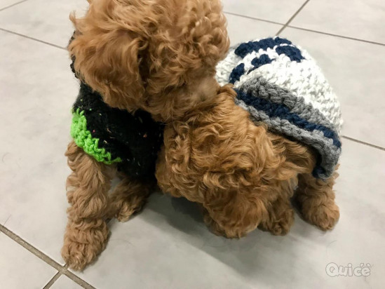 Cuccioli barboncino toy foto-254603