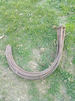 Denti restellone  foto-29725