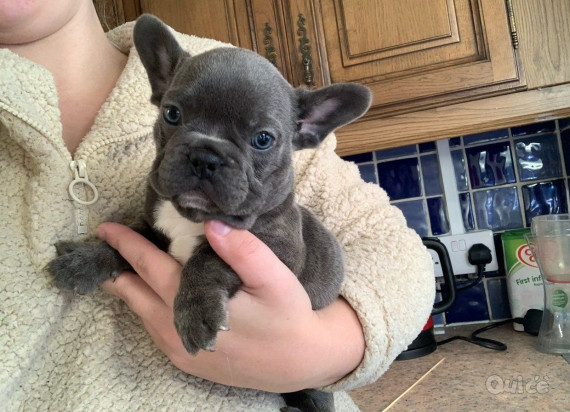 Cuccioli di Bulldog francese foto-30797