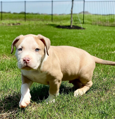 Cuccioli di PITBULL, foto-276771
