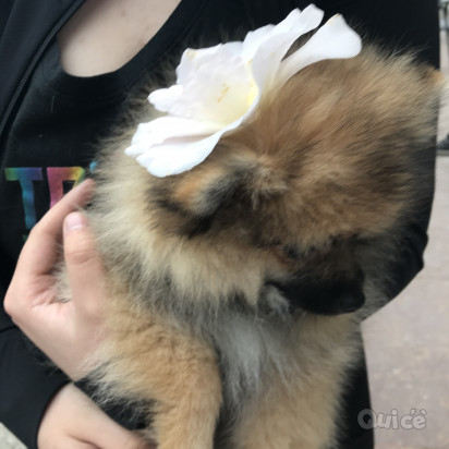 Spitz volpino  foto-282836