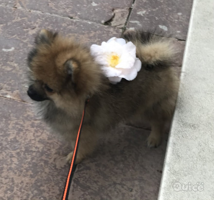 Spitz volpino foto-32276