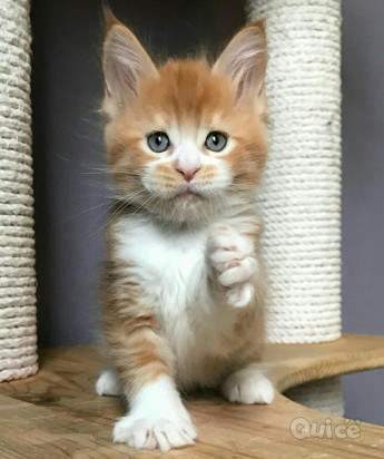 Adorabile maine coon per una nuova casa foto-33556