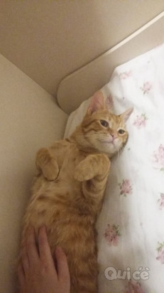 Cucciolone cerca casa foto-309698