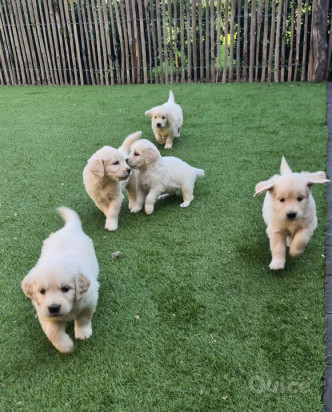 Cuccioli di Golden Retriever pronti per nuove case . foto-313102