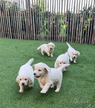 Cuccioli di Golden Retriever pronti per nuove case . foto-35764