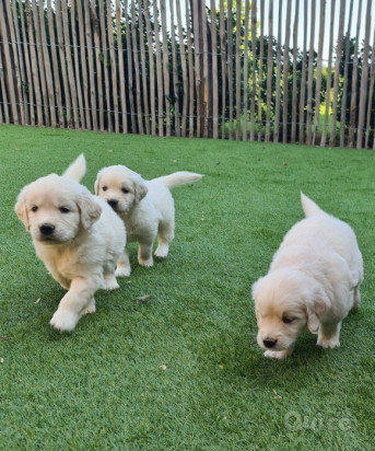 Cuccioli di Golden Retriever pronti per nuove case . foto-313099