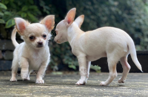 Bellissimo regalo di cuccioli di chihuahua per il reinserimento foto-36409