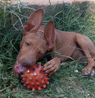 Splendidi cuccioli di Cirneco dell'Etna foto-318479