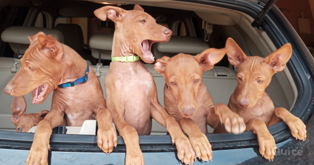 Splendidi cuccioli di Cirneco dell'Etna foto-36492
