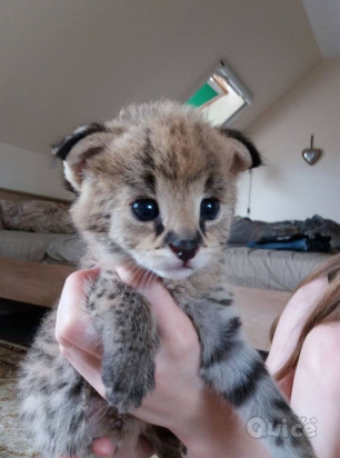 Disponibili gattini Savannah, serval e caracal foto-36668