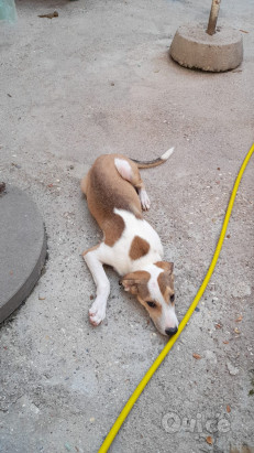 Alba cerca casa  foto-322563