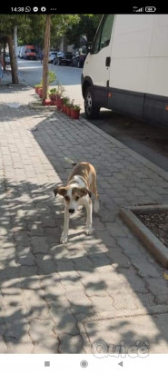 Alba cerca casa foto-36959