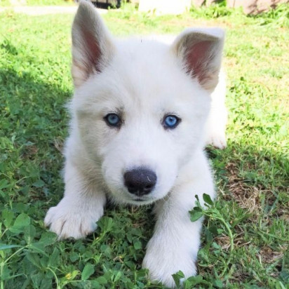 Cucciolo di Siberian Husky Bianco con Occhi Blu foto-37157