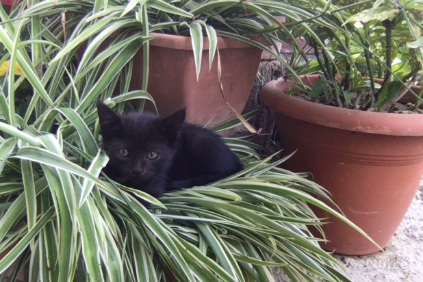 Miao, cerchiamo casa! foto-324748