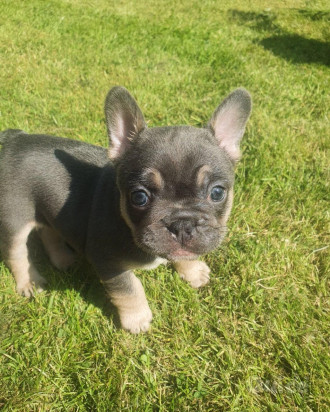 Cuccioli Bulldog Francese... foto-37211