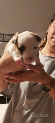 Cucciola amstaff foto-324890