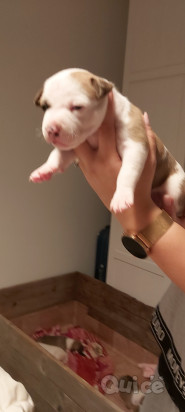 Cucciola amstaff foto-324889