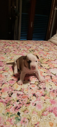 Cucciola amstaff foto-324891