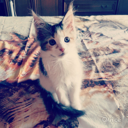 Cucciola Maine coon XXL foto-325535