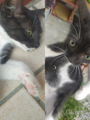 REGALO CUCCIOLI DI GATTO DI 4 MESI foto-326207