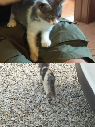 REGALO CUCCIOLI DI GATTO DI 4 MESI foto-326204