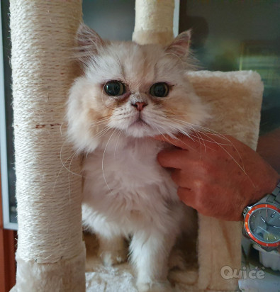 Gatto Persiano chincillà  foto-326374