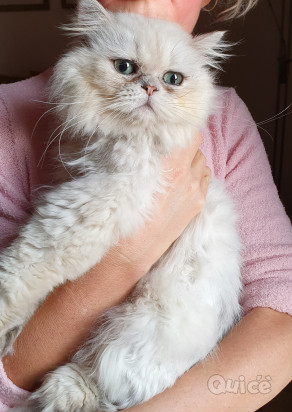 Gatto Persiano chincillà foto-37499