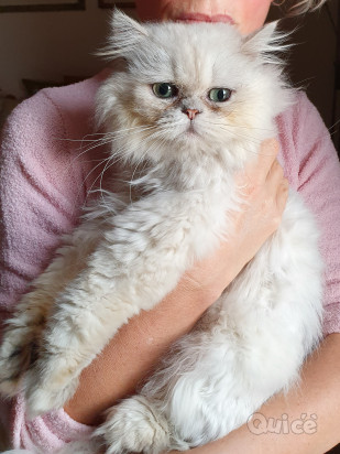 Gatto Persiano chincillà  foto-326372