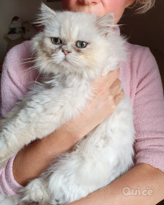 Gatto Persiano chincillà  foto-326373