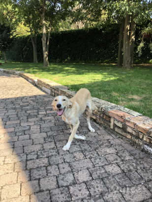 Kejsi cerca casa foto-327132