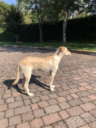 Kejsi cerca casa foto-327134