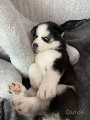 meraviglia dagli occhi blu cuccioli Husky foto-37883