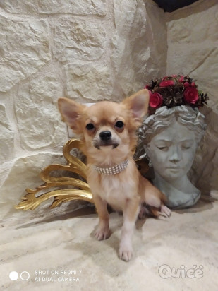 Chihuahua cucciolo disponibile foto-330224