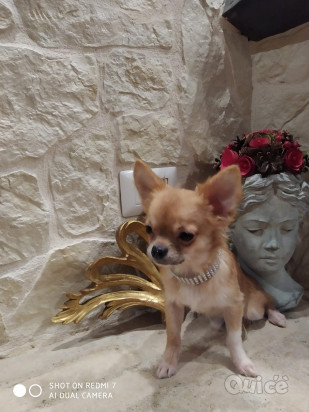 Chihuahua cucciolo disponibile foto-330222