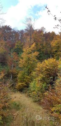 BOSCO a Follina foto-332413